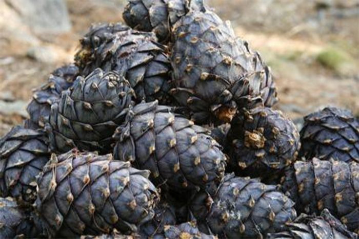 Хуш модны самар ахуйн зориулалтаар түүж бэлтгэхгүй байхыг анхааруулж байна